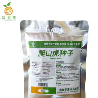 廷豪果 爬山虎种子 5叶爬山虎种子 500g/斤