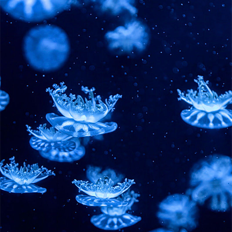 雪花18-33度养 适合温度高的地区 水母发光杯水母瓶迷你水母活物宠物