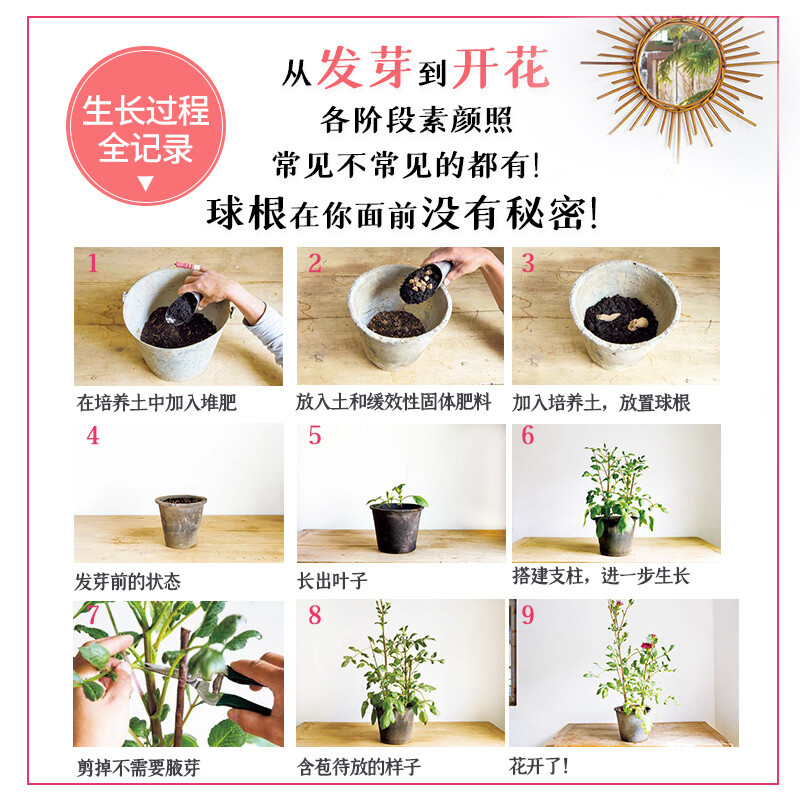 [醉染正版]球根花卉趣生活松田行弘花艺养花种植书植物园艺盆景花卉种植书籍花艺术种花家庭养花大全新手四季养花绿植花园设计室高清大图