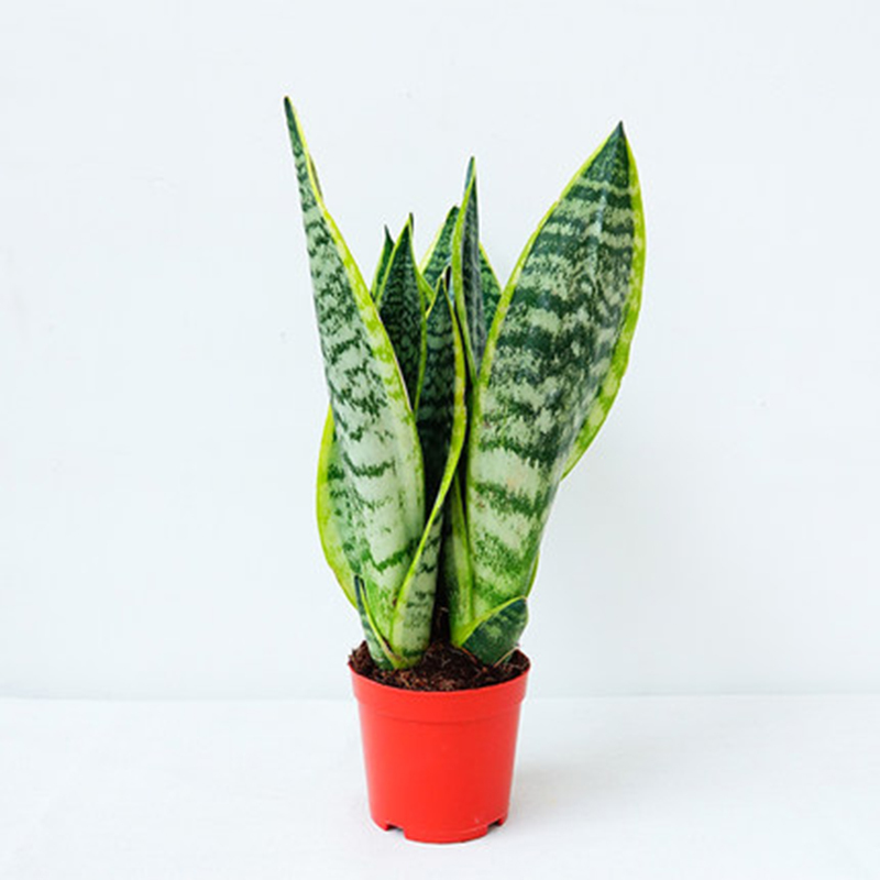 金边虎皮兰盆栽花卉水培植物绿植室内四季常青虎尾兰