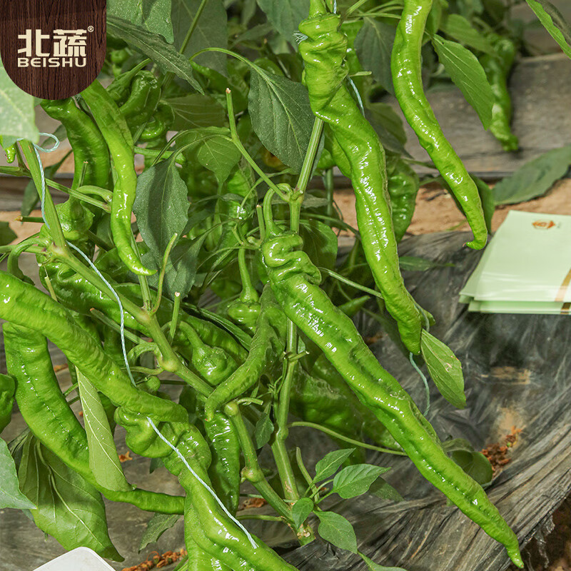螺丝椒种子 特辣早中熟 60粒/袋高清大图
