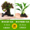 大九叶皇冠草真水草鱼缸装饰懒人水草淡水有茎类中后景性草