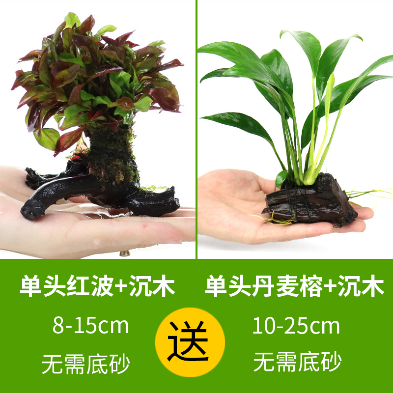 大九叶皇冠草真水草鱼缸装饰懒人水草淡水有茎类中后景性草