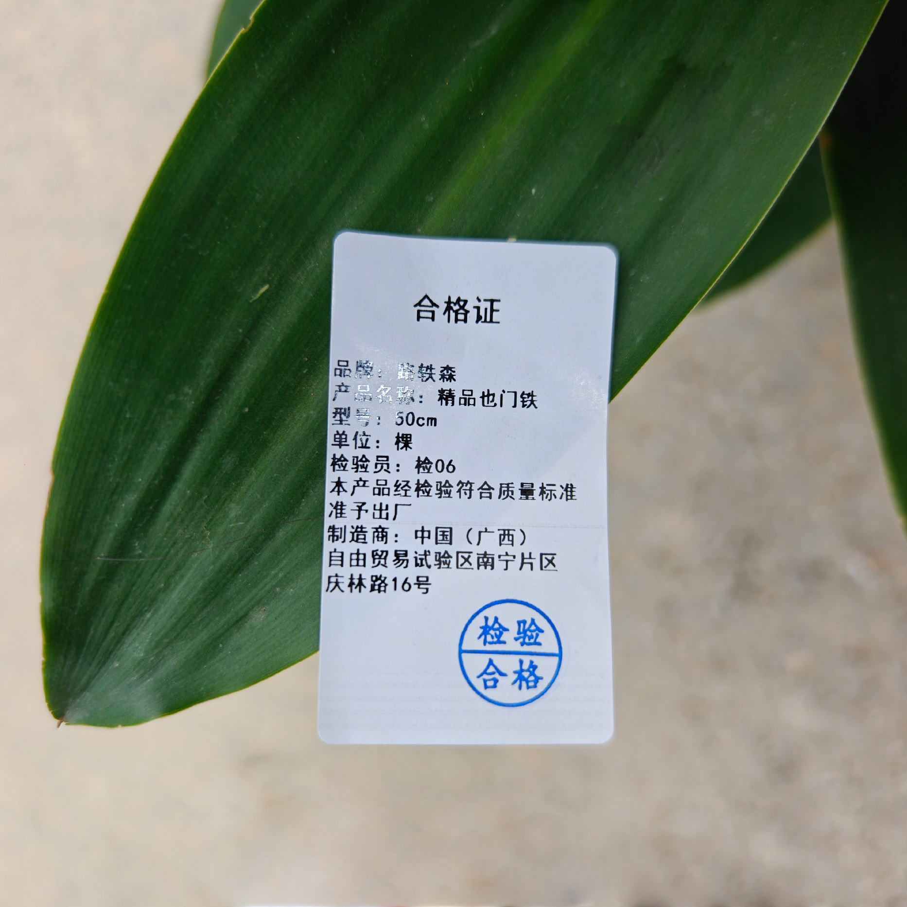 路轶森 精品也门铁 50cm 棵高清大图