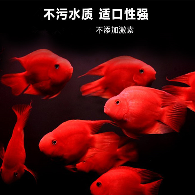 血鹦鹉鱼饲料增红下沉专用颗粒鱼食热带鱼地图鱼小型鱼鱼粮高清大图