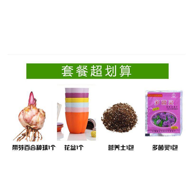 诗樱园艺用品带芽香水百合种球进口大球室内绿植花苗阳台送养殖工具盆栽套餐 价格图片品牌报价 苏宁易购绿植园艺苏宁自营旗舰店