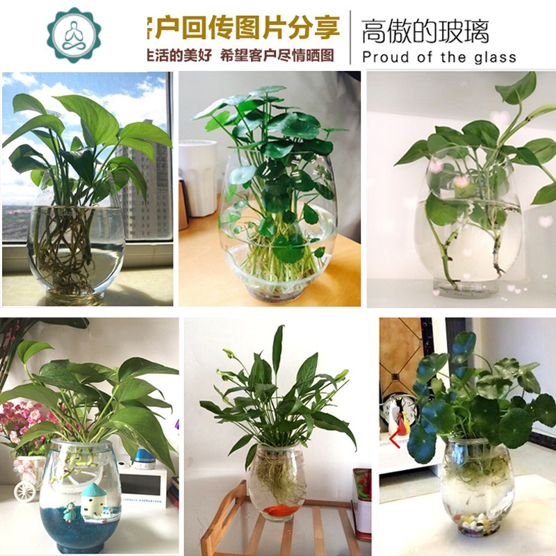 水培恐龙蛋绿萝花瓶花盆透明玻璃花瓶富贵竹水养植物容器花盆封后高度约18cm 固定网 水晶石混色30颗报价 参数 图片 视频 怎么样 问答 苏宁易购