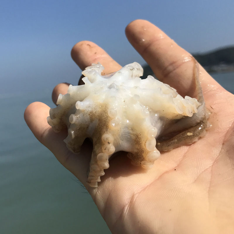 沈志雄船长 东山岛海鲜海捕小章鱼八爪鱼 盒装 400g/盒 共2盒 火锅海鲜礼包高清大图