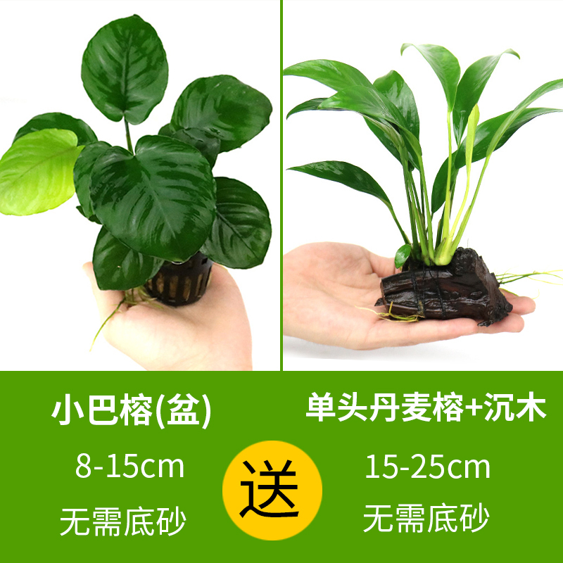 大九叶皇冠草真水草鱼缸装饰懒人水草淡水有茎类中后景性草