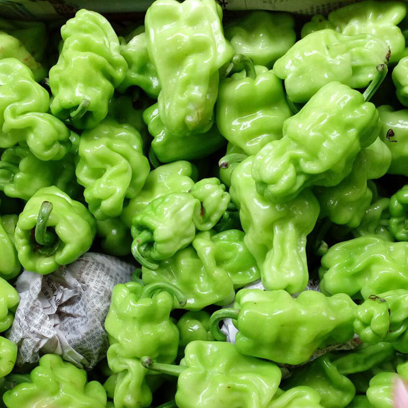 15kg3斤云南新鲜皱皮青辣椒虎皮辣椒薄皮圆椒野菌配料