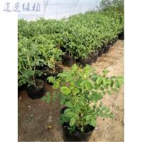 绿植可食用玫瑰花苗大马士革一号嫁接平玫瑰当年开花可做玫瑰茶3年苗不含盆食用玫瑰5年苗不含盆