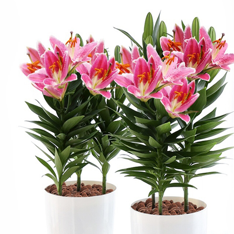 古达百合花盆栽带花苞花卉观花植物室内花香水百合室内好养绿植盆栽香水百合 原盆原土 带盆栽好图片 高清实拍大图 苏宁易购