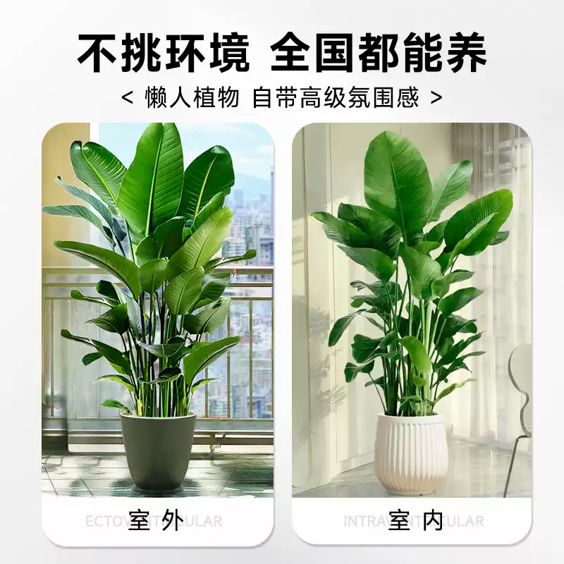 是尚 绿植 SS-004/盆高清大图