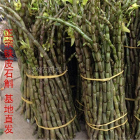 新鲜铁皮石斛鲜条枫斗雁荡山仿野生种 满一斤或500克绿植 50g