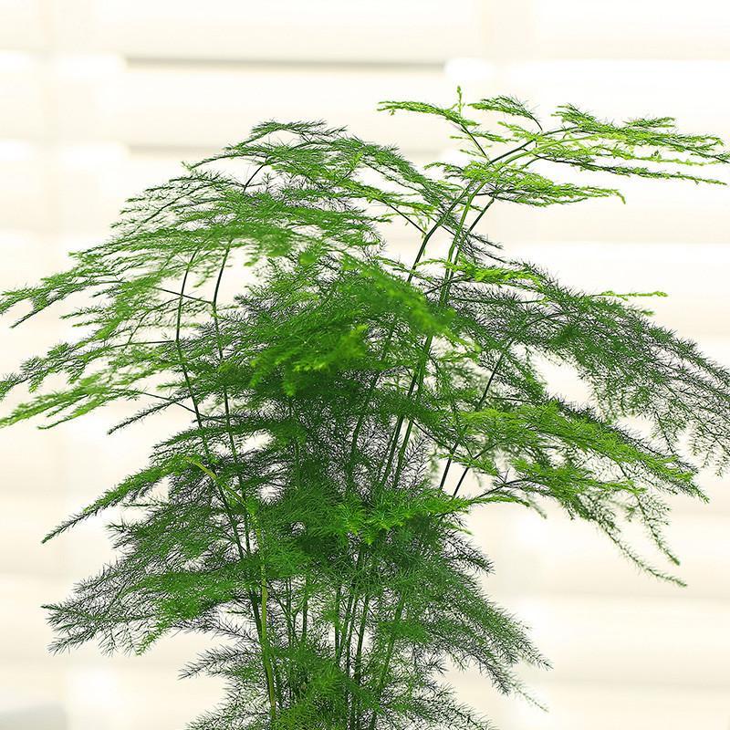 文竹盆栽土培水培绿植净化空气室内桌面小盆景盆栽植物绿植花卉盆栽生活日用家庭清洁园艺用品花卉绿植盆栽