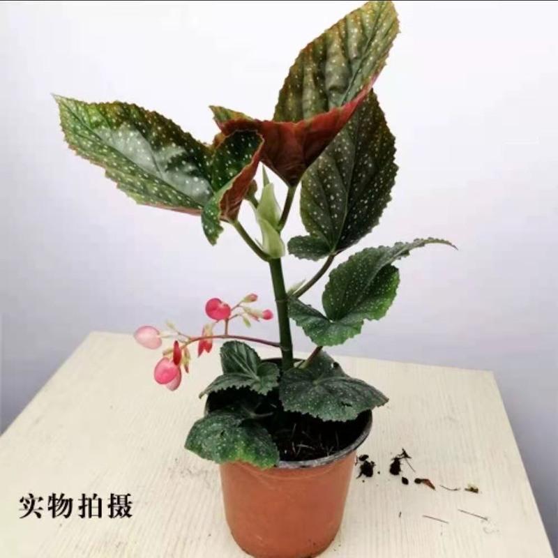 竹节海棠花盆栽大叶斑点四季斑叶竹节秋海棠花卉绿植物室内花 竹节海棠20公分高