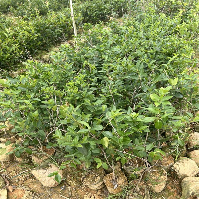 油茶树苗 规格：35cm 单位：颗