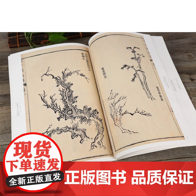 正版芥子园画谱康熙原版 画传 山水卷树谱 正版自学美术国画绘画范本临摹本树法叶法夹叶及著色钩藤法临摹技法 安徽美术出高清大图