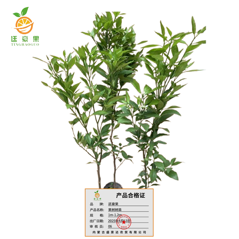 廷豪果 果树树苗 可选品种 高度1m-1.2m /棵高清大图