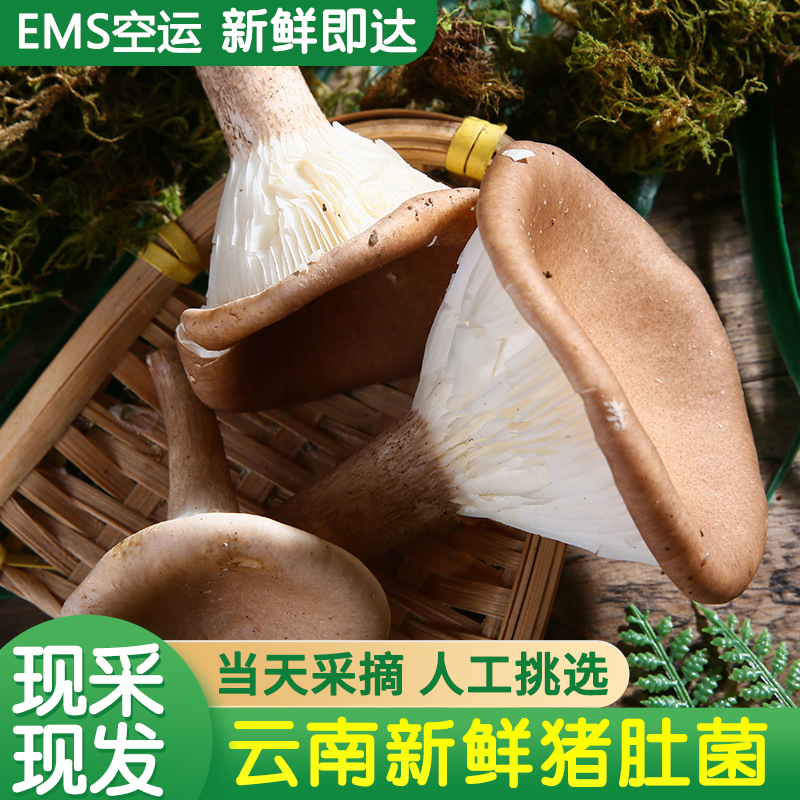 EMS空运[西沛生鲜]云南特产新鲜现摘猪肚菌 3斤 非干货源产地直发精品蘑菇煲汤食材