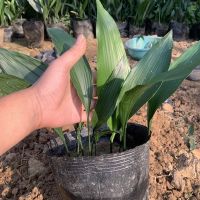 一叶兰盆栽耐冻四季长青室内客厅观叶植物绿植盆景室内耐阴花卉 小苗10颗总高约20-30厘米左右