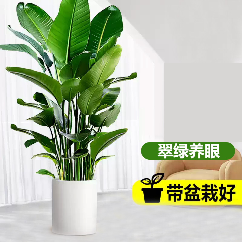 是尚 绿植 SS-004/盆