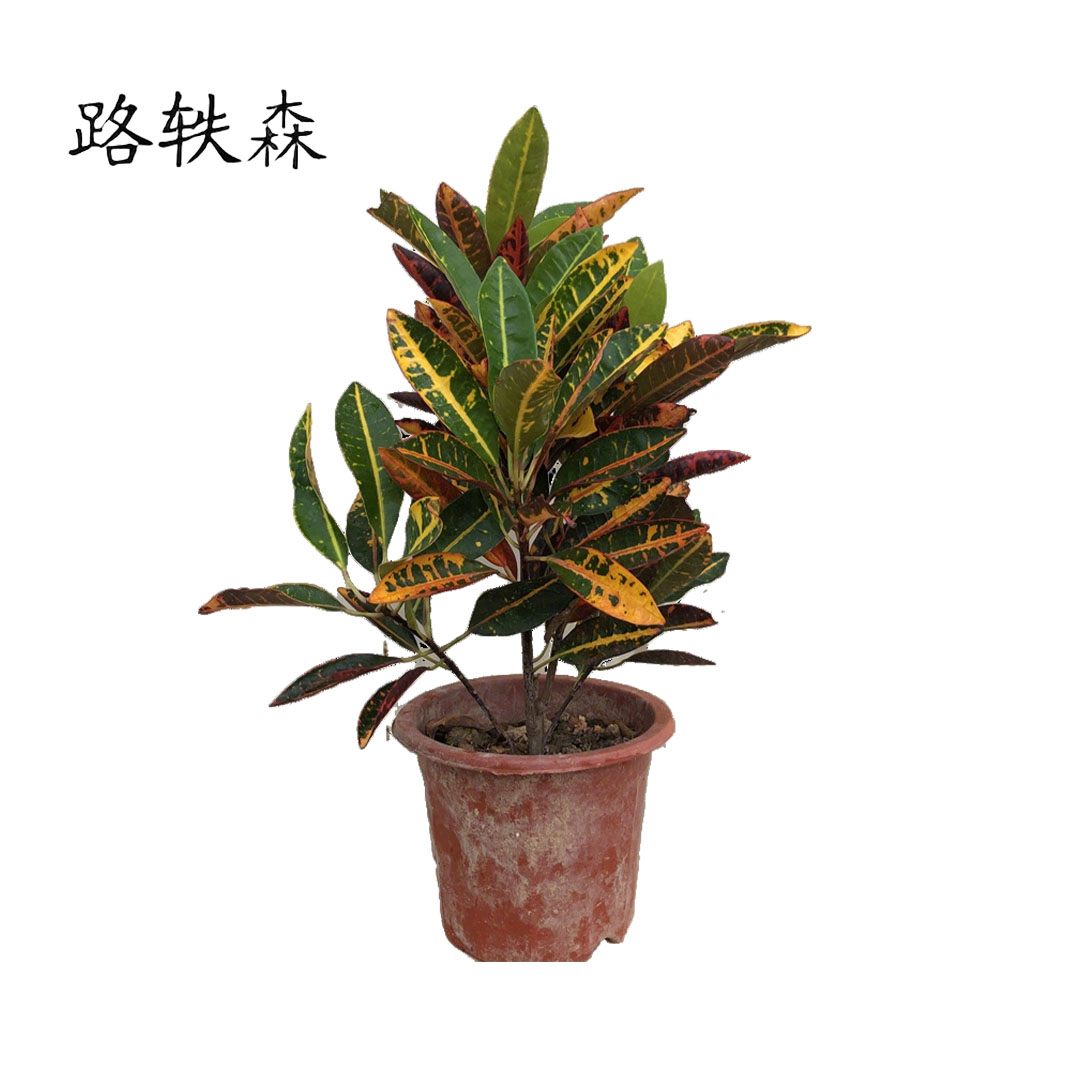 路轶森 七彩变色木 50cm高高清大图