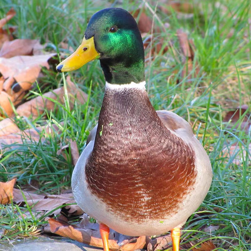广西放养青头鸭净重34斤绿头鸭同城速配48小时送达参数