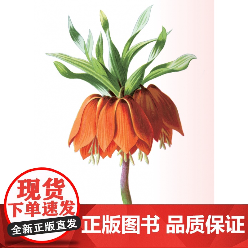 花之语 英国古典版画里的花草秘事 崔莹著 150幅高清彩色石版画 手绘和石版彩印的完美结合 生活·读书·新知三联书店高清大图