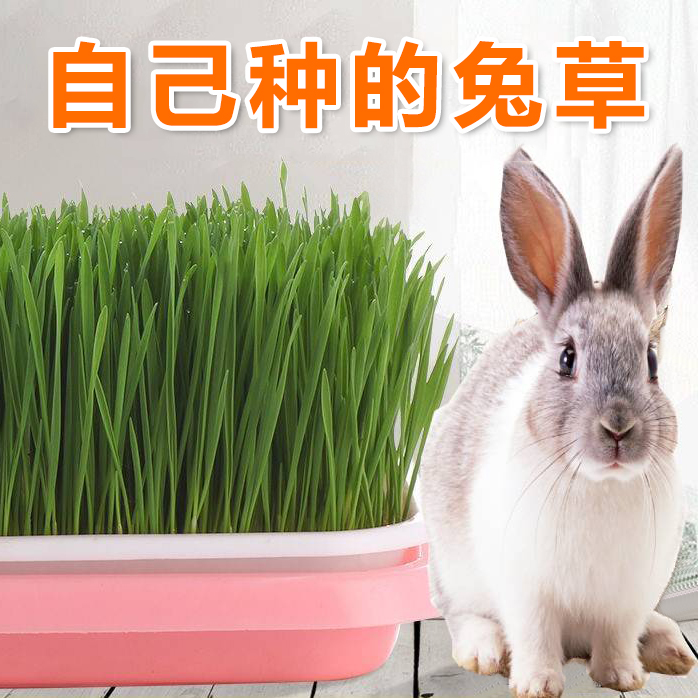 兔子吃的草兔草种植自己种的小麦宠物去除毛球解闷玩具新鲜草种子