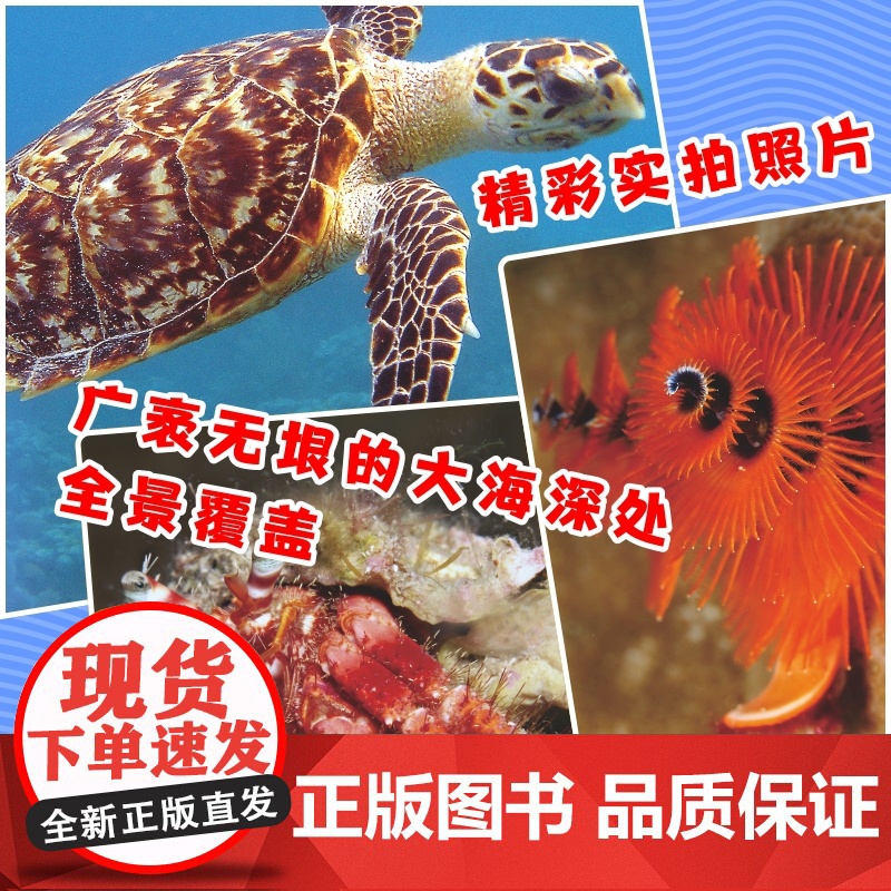 我的第一本海洋动物知识大全 鱼类图鉴、海洋生物 、 海洋生物知识 、海洋世界高清大图