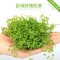 鱼缸造景套餐性水榕沉木真水草淡水无土植物增氧趴地矮珍珠