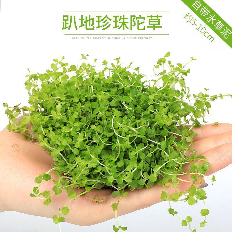 鱼缸造景套餐性水榕沉木真水草淡水无土植物增氧趴地矮珍珠