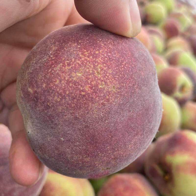 鲜木正宗山东青州蜜桃秋桃35斤毛重新鲜脆甜桃子毛桃脆甜多汁时令生鲜