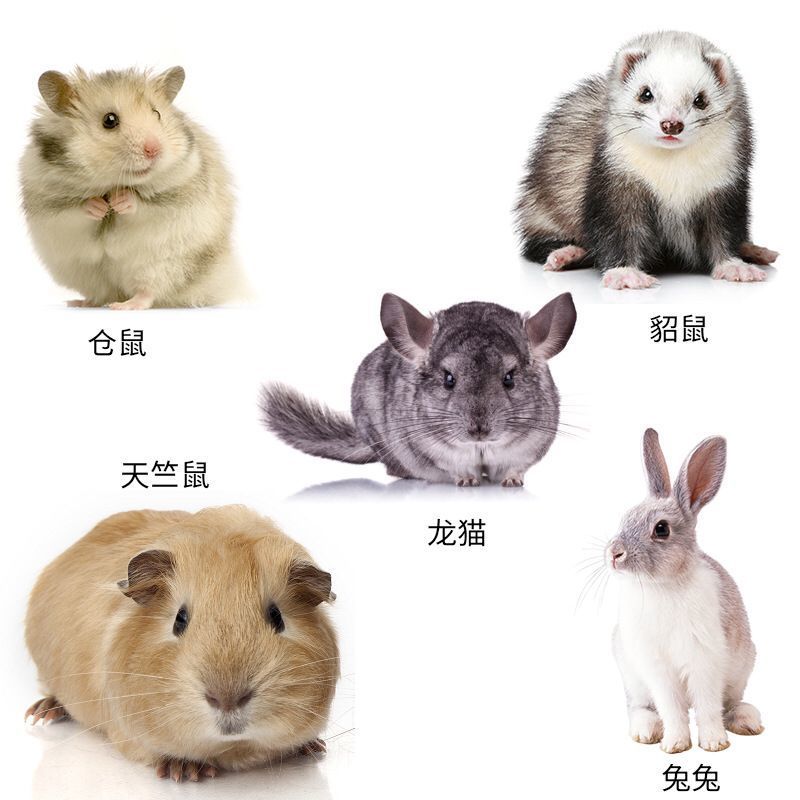 干洗泡泡柠檬味 100毫升/瓶 仓鼠洗澡用品龙猫沐浴露金丝熊除臭浴沙免洗干洗泡泡仓鼠用品喷雾
