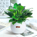 金钻盆栽植物铂金钻绿萝箩水培大叶绿植多肉办公室内懒人好养花卉 时尚新款金钻25cm3棵ten球形仿瓷盆+营养液