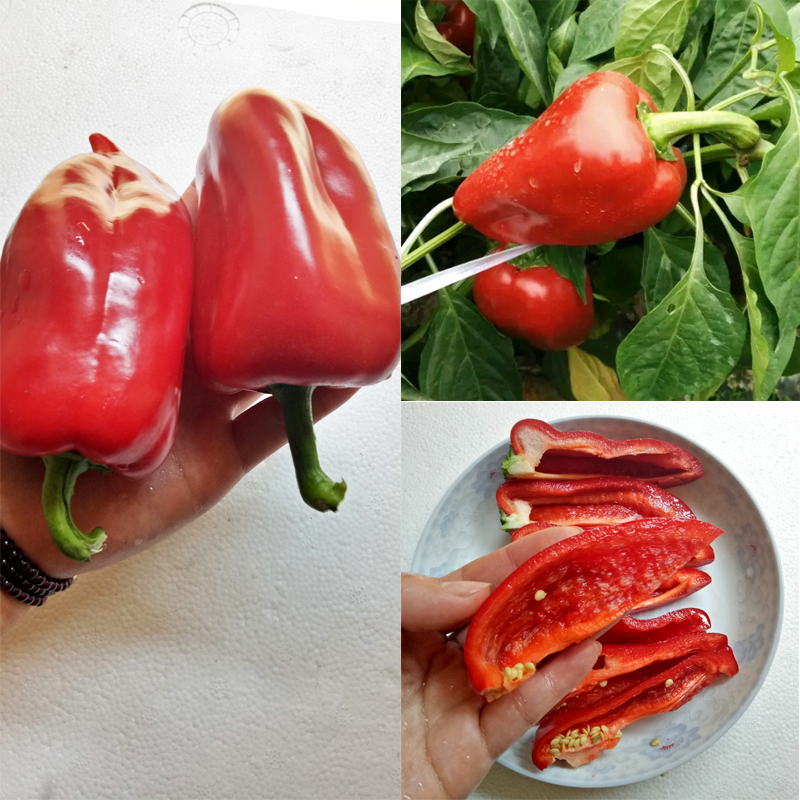 2.5kg 新鲜大红辣椒 甜椒灯笼椒红菜椒尖椒