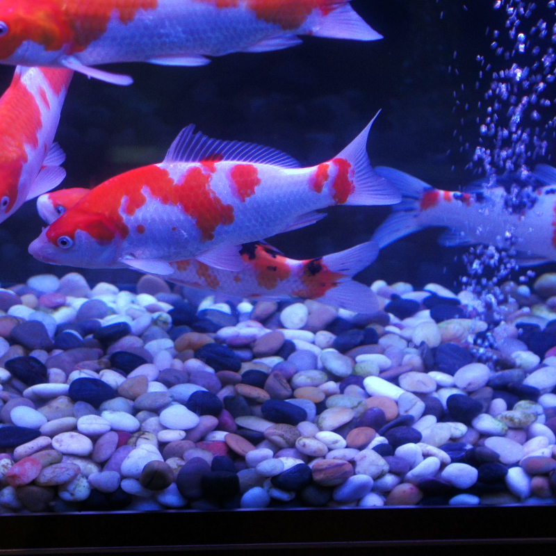 鱼缸底砂高光抛光雨花石5斤鹅卵石生态造景底沙 水族箱布景