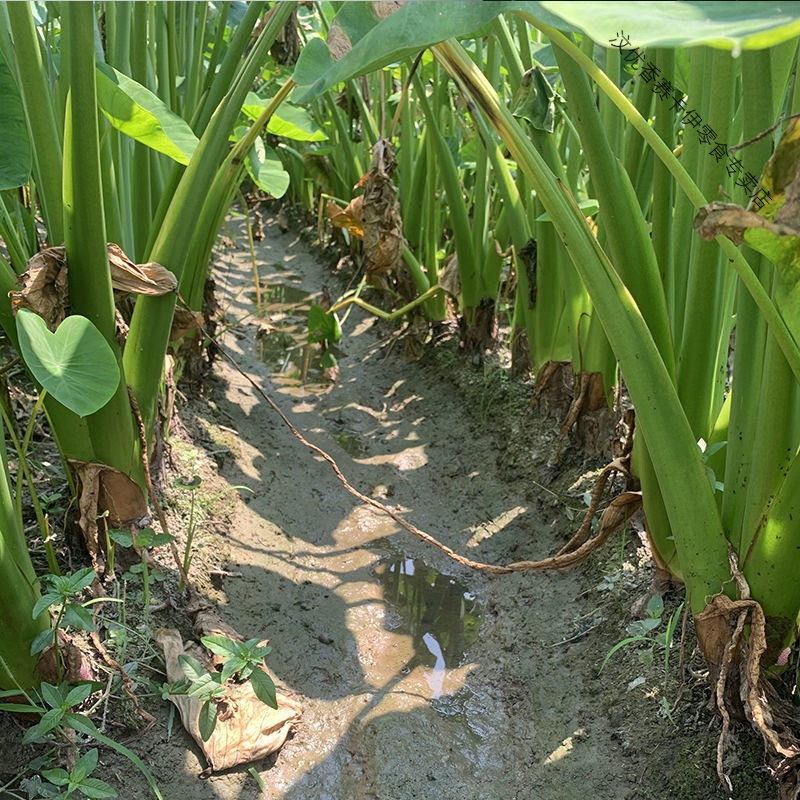现发广西荔浦芋头桂林产地直发槟榔芋广西芋头香芋新鲜大芋头