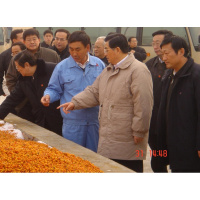 大果沙棘苗沙棘树苗盆栽/地栽沙棘果树苗沙棘钙果苗南北方种植