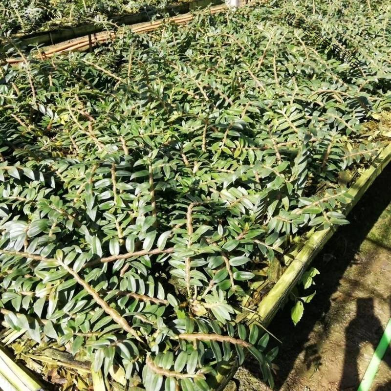 云南铁皮石斛新鲜条长条 短条 现摘现发保证新鲜 冲量小短条高胶质(5