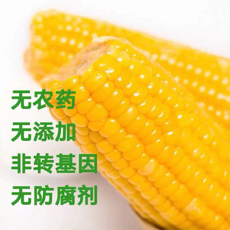 苏宁宜品自营农得客博斯糯9号东北香甜糯玉米棒8根 非转基因健康减肥杂粮