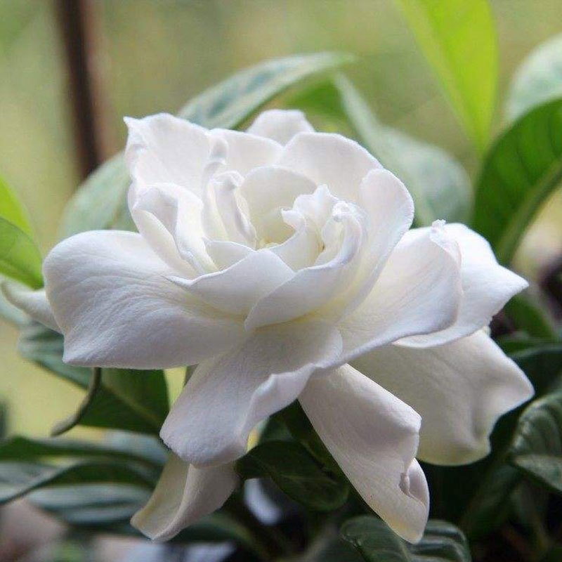栀子花盆栽花苗大叶四季开花带花室内植物浓香型花苗树苗