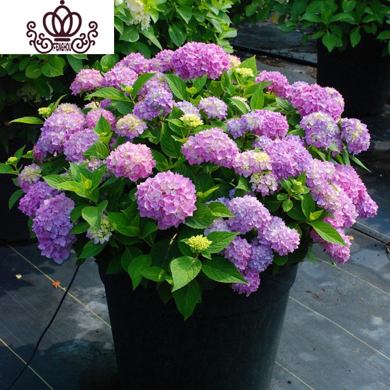 封后耐寒15年老桩无尽夏绣球花苗盆栽室内外八仙花卉阳台庭院四季开花15年苗 留言备注品种 不含盆图片 高清实拍大图 苏宁易购