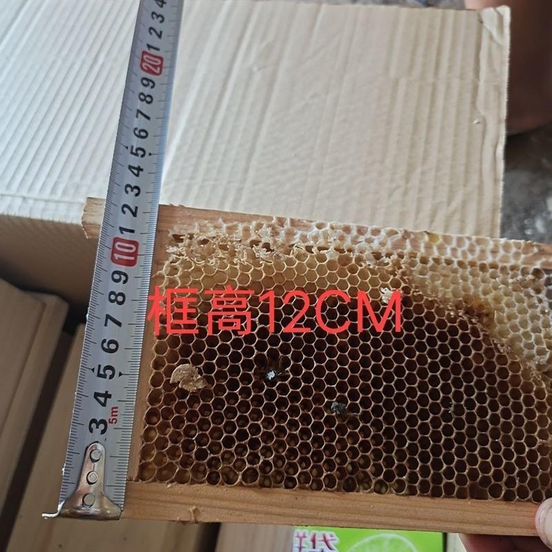 单个育王实木箱带俩空框送饲喂盒 育王交尾箱宠物蜂群实木蜂群笼蜂中蜂产卵蜂王观赏迷你育王箱