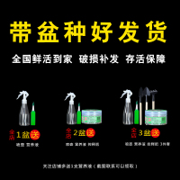 小叶榆树盆景客厅四季常青净化空气微型老桩室内花好养绿植物盆栽榆树小桥流水人家+鸡翅木底座带盆栽好