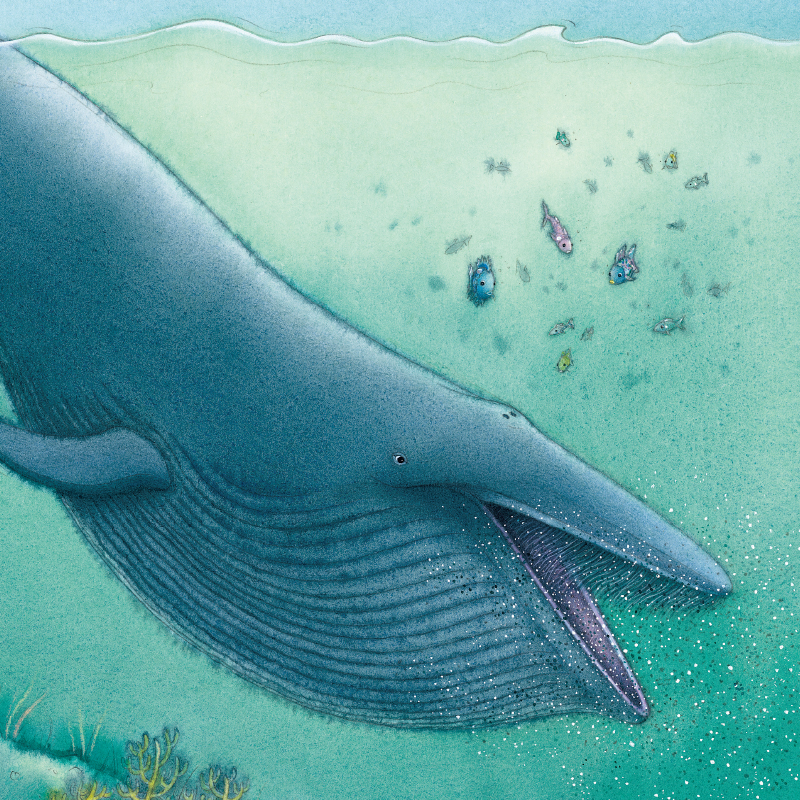 醉染图书鱼和大鲸鱼9787544831215高清大图