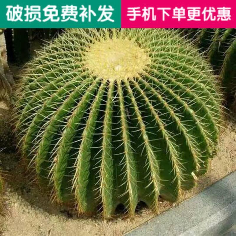 仙人球美国美虎仙人球狂刺办公室防辐射美虎仙人球盆栽 金虎7-8公分 裸根不带土