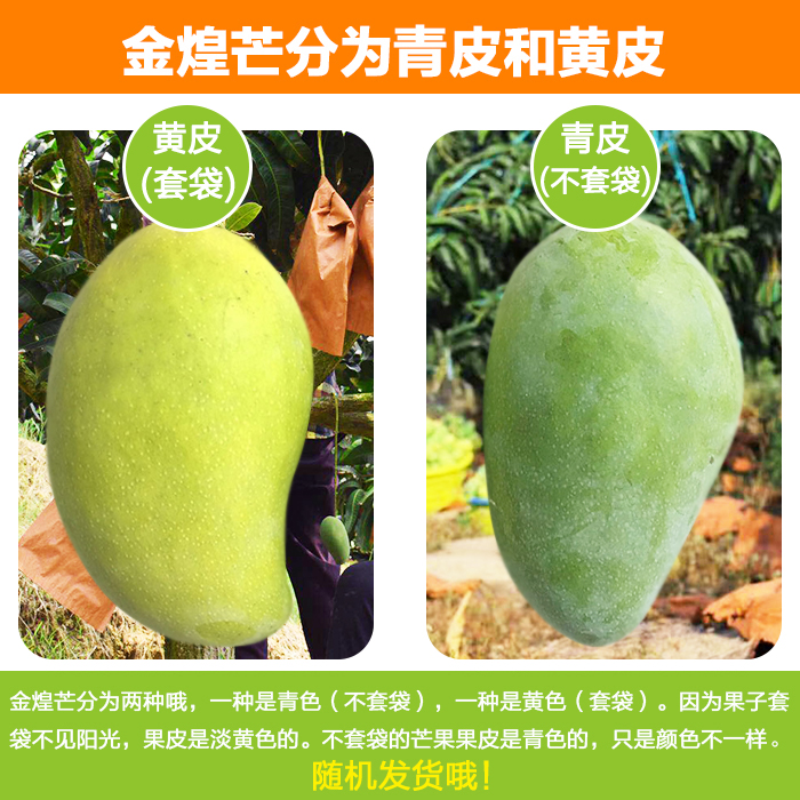 (需催熟)广西百色金煌芒果5斤大果(单果300-400g)新鲜水果整箱当季现摘大果生鲜自营新鲜大芒果热带水果甜心芒高清大图