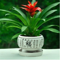 鸿运当头【黑福字陶瓷盆】 鸿运当头四季开花盆栽花卉水培植物室内绿植鲜花凤梨